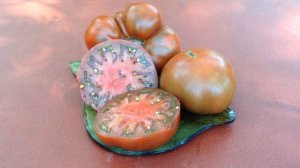 Dwarf Chocolate Champion. Rich Taste Short Plants, For Container Growing Too!