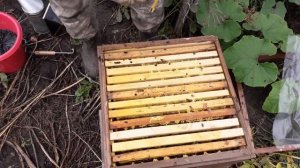 Закармливаем пчёл в зиму