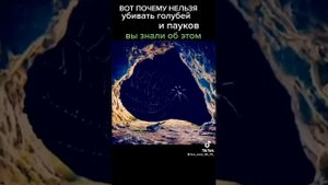 вот почему в исламе нельзя убивать пауков и Голубей, Муслим