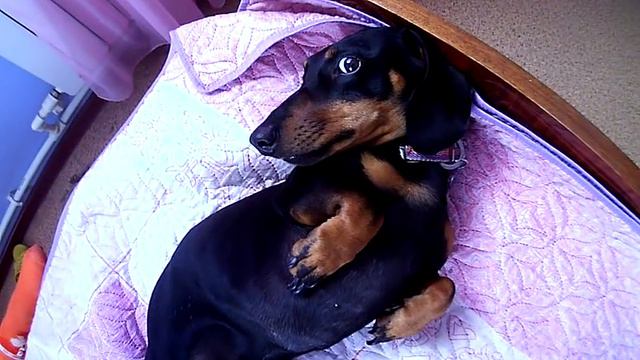 Не виноватый Я!!! смотреть онлайн