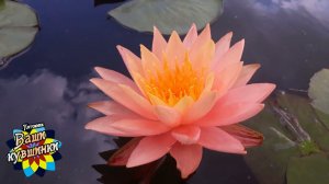 Нимфея Siam Sunset (Закат Сиама) кувшинка, waterlily, водные растения, пруд