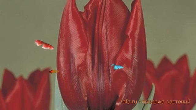 Тюльпан обыкновенный Дешима (tulipa tyulpan) ? Дешима обзор: как сажать, луковицы тюльпаны Дешима смотреть онлайн