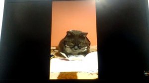 День святого Валентина❤️ если бы котики ходили в школу котики в школе 🐱🐅