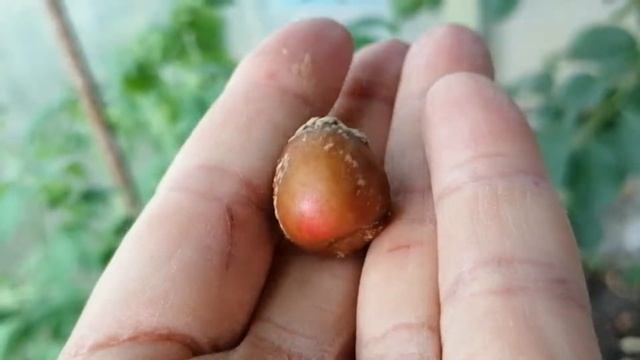 Плодовая гниль чем бороться на черешне смотреть онлайн