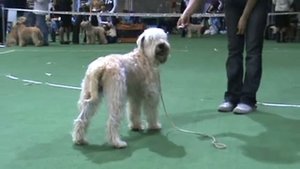 DogStatus.ru: Терьер-союз-2010. Пшеничный терьер