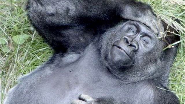 Из жизни горилл.wmv смотреть онлайн