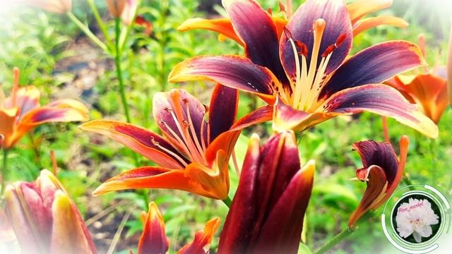 Чем подкормить лилии весной / Весенняя подкормка лилий смотреть онлайн