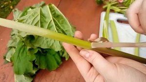 Как сварить ЗЕЛЕНЫЕ ЩИ из РЕВЕНЯ?