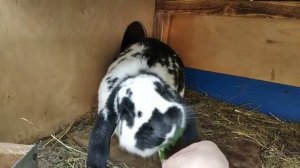 Как спасти крольчат от гибели?! 3 правила для защиты крольчат! Кролики породы французский баран.