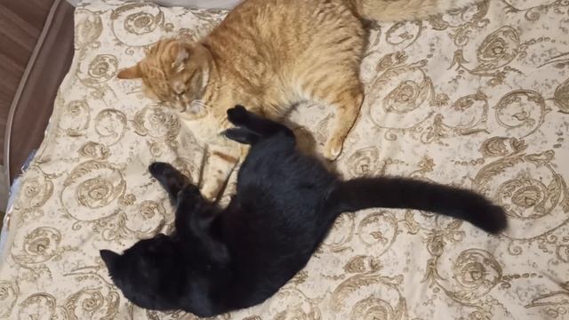 Котячьи игры 2.mp4 смотреть онлайн