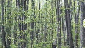 Грибы Подмосковья  Гриб трутовик серно желтый собираем и готовим.