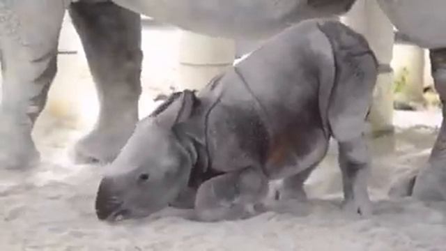 Маленький носорог ? :) ... смотреть онлайн