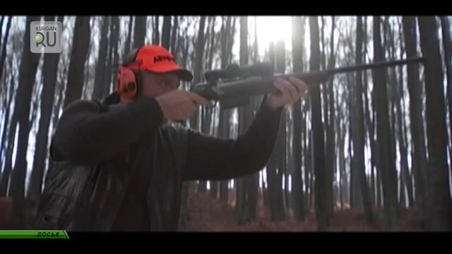 Поймай лося. В Курганской области открывается охота на дичь, лосей и косуль смотреть онлайн