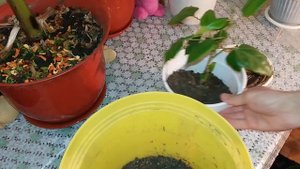 Как пересадить китайскую розу / How to transplant the Chinese rose