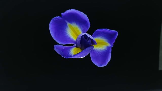 Honor 9 timelaps flowers смотреть онлайн