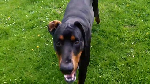 Weimaraner Sebastian, Doberman Dexter at A & B Dogs Boarding & Training Kennels. смотреть онлайн