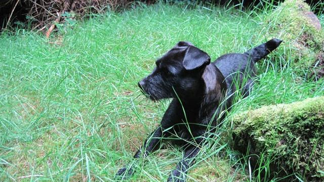 15 Traits of Patterdale Terriers: The Good and the Bad смотреть онлайн
