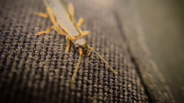 earwig, уховёртка, Forficula auricularia смотреть онлайн