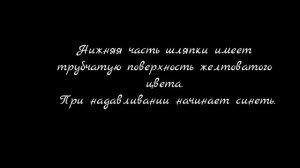 Белый гриб царский