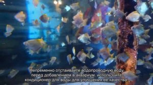 Почему рыбки выпрыгивают из аквариума?