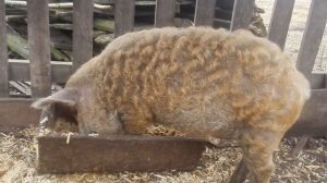 Венгерская пуховая мангалица 3 месяца)