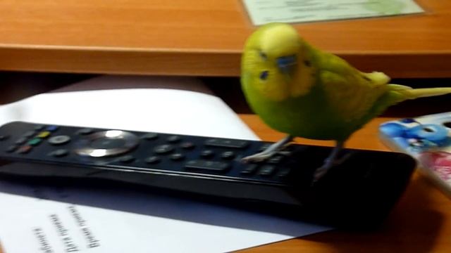 САМЫЙ ВЕСЕЛЫЙ ДЕНЬ ВОЛНИСТОГО ПОПУГАЯ/ПОПУГАЙ ИГРАЕТ/ВЕСЕЛЫЙ РУЧНОЙ ПОПУГАЙ/зеленый попугайчик TV