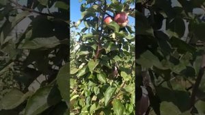 яблоня "Белорусское сладкое", слаще чем мечты юности!