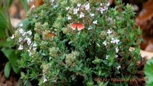 Тимьян обыкновенный Фастини (thymus vulgaris) ? Фастини обзор: как сажать, саженцы тимьяна Фастини
