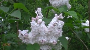 Цветёт непревзойденная по красоте сирень "Красавица Москвы"
