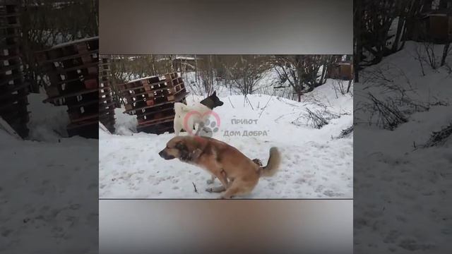🐕 БУДНИ ПРИЮТА "ДОМ ДОБРА" 🏡 г. Вязьма