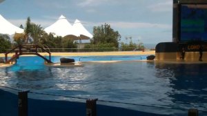 Шоу касаток ч  3