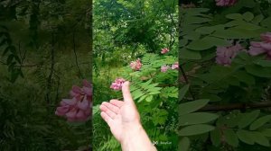 В старой церквушке, у озера синего в исполнении Власовой Марины