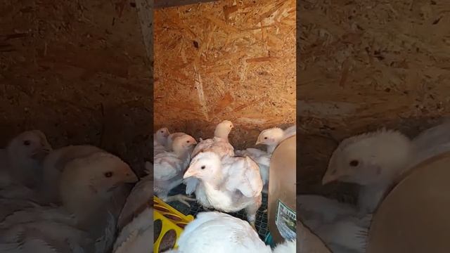 Вес бройлера в 20 дней! Сколько должен весить бройлер в 2-3 недели
