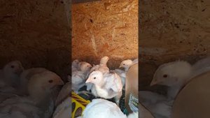 Вес бройлера в 20 дней! Сколько должен весить бройлер в 2-3 недели