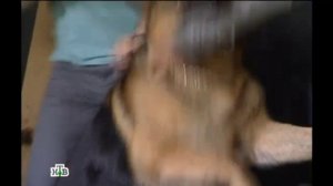 Возвращение Мухтара Задержание N_8