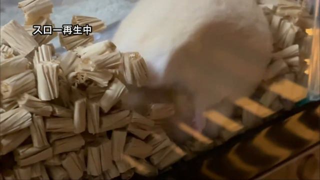 ハムスターひっくり返る【かわいいハムスター】ハムスターおもしろ