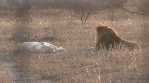 ЛЕВ УХАЖИВАЕТ ЗА  БЕЛОЙ ЛЬВИЦЕЙ!!!#Тайган