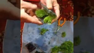 Риччия плавающая (Riccia fluitans)