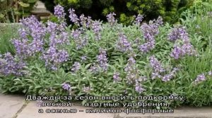 Уход за шалфеем в саду: как получать хороший урожай лечебного сырья