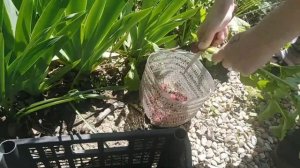 Смешанные посадки. Редиска рядом с ирисами, тюльпанами и розами. Собираем урожай. Середина мая 2021