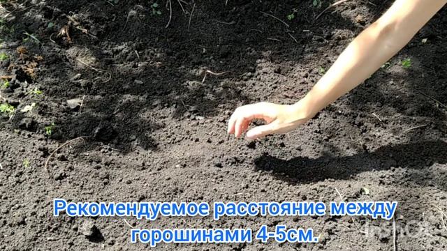 Посадка гороха семенами в грунт. Когда сажать горох. Как сажать горох в грунт. Как выращивать горох