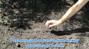 Посадка гороха семенами в грунт. Когда сажать горох. Как сажать горох в грунт. Как выращивать горох