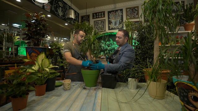 Nolina bitkisinin qulluq qaydaları | İlkin və Elnur Kərimov | Gül Kimi смотреть онлайн