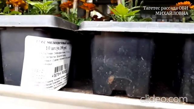 Рассада тагетеса в ОБИ весна 2021г смотреть онлайн