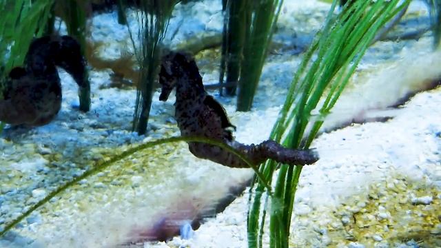 Спортивная акула смотреть онлайн