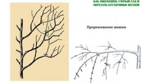Прореживание и обрезка вишни Снижение кроны Как омолодить и обрезать деревья Часть 8