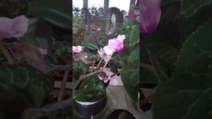 Цветущие цикламены декабрь 2021 выпуск №1 #cyclamen #цикламен #цветы