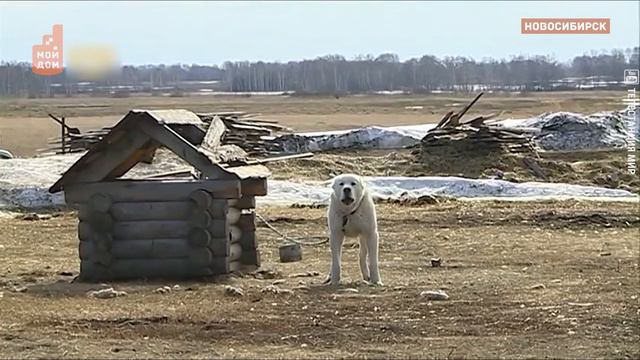 Чип для хвостатых смотреть онлайн
