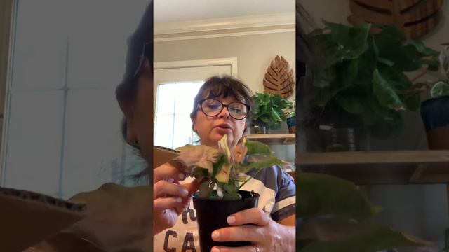 Unboxing Gabriella Plants смотреть онлайн