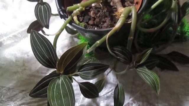 Драгоценная орхидея лудизия // Гибискус ( китайская роза ) наконец-тополностью раскрыл свой цветок смотреть онлайн